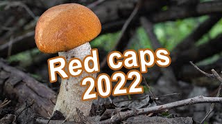 The Best Of Mushroom Hunting 2022  Red cap  Scaber stalk  Leccinum albostipitatum  aurantiacum [upl. by Ritz]