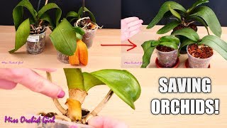 Orchid Care for Beginners  How to save sick rootless Phalaenopsis Orchids  Before amp After [upl. by Lenoj]