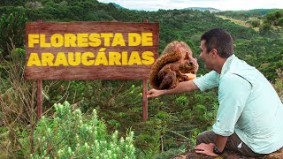 Floresta de Araucárias  Biomas do Brasil  Ep 13 [upl. by Quill62]