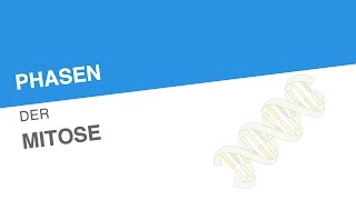 PHASEN DER MITOSE  Biologie  Genetik und Entwicklungsbiologie [upl. by Nylkcaj]