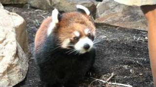 Red Panda  Meet the Keeper at the Houston Zoo [upl. by Roxine575]