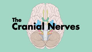 How to Remember the Cranial Nerves Mnemonic  MEDZCOOL [upl. by Navada]