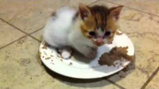 4 week old kitten purring in food [upl. by Comfort]