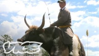 Racing Giant Yaks in Mongolia [upl. by Sew]