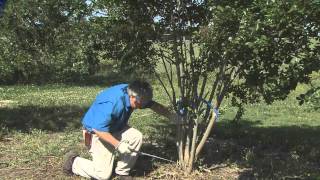 Pruning Crape Myrtle [upl. by Graehme375]