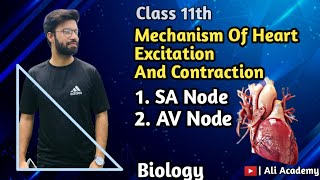 Mechanism Of Heart Excitation And Contraction  Sinoatrial Node  AV Node  Class 11 Biology [upl. by Rento]