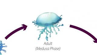 Jellyfish Life Cycle [upl. by Namijneb]