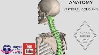 Anatomy of the Vertebral Coloumn 3D anatomy Cervical Thoracic Lumbar Sacral amp Coccyx [upl. by Nedroj]