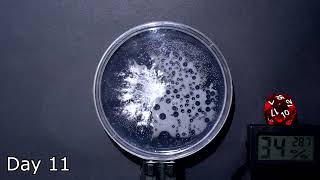 Time Lapse of Mycelium Growing On Agar [upl. by Ynittirb]