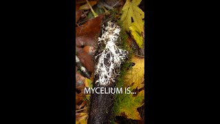 Mycelium is the wood wide web [upl. by Agueda236]