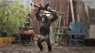 CHIMP with WEAPON  real or fake [upl. by Prima507]