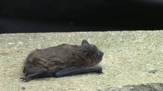 Common Pipistrelle Bat [upl. by Lennard3]