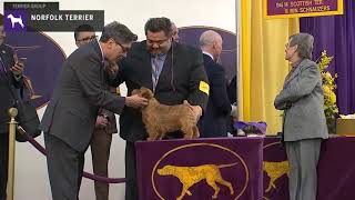 Norfolk Terriers  Breed Judging 2020 [upl. by Priestley327]