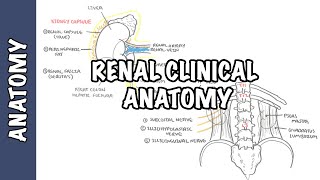 Kidneys  Clinical Anatomy renal anatomy [upl. by Kreegar]