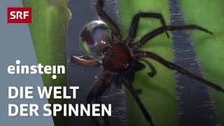 Spinnen – Von Spinnennetzen SpinnenPaarung Hausspinnen amp Arachnophobie  Einstein  SRF Wissen [upl. by Miran]