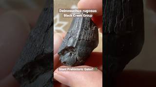 Deinosuchus Crocodilian Fossil Tooth [upl. by Akineg]