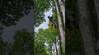 DRT tree climbing w foot ascender amp pruning [upl. by Langille]