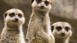 Meerkats at the San Diego Zoo in HD [upl. by Ad]