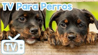 Dog Music TV videos para perros para ver y relajarse ¡Ayuda a tu perro a dormir con TV y música [upl. by Ardys]