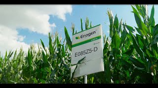 Enogen™ Corn Story [upl. by Seravat637]