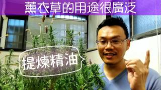 我愛香草：尼克教你認識齒葉薰衣草Lavender它的基本栽培照顧須知 How to grow Lavender I [upl. by Enajiram]