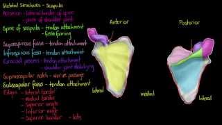 Skeletal Structures The Scapula [upl. by Feerahs890]