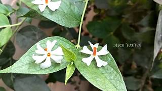 Parijatham amp Parijat Flower Difference  Pavazha malli Parijatham Poo difference in Tamil [upl. by Erait]