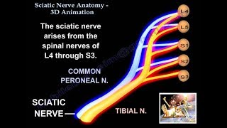 Sciatic Nerve Anatomy 3D  Everything You Need To Know  Dr Nabil [upl. by Sumedocin678]