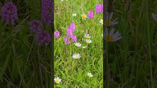 Our Pyramidal orchids have bloomed well this year [upl. by Komsa808]