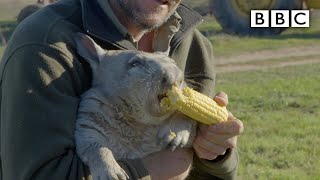 Feeding a farting wombat  BBC [upl. by Nerfe120]