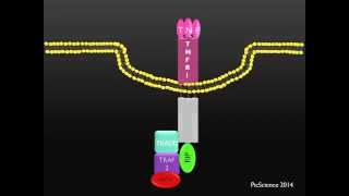 PicScience TNFR1 Death Receptor [upl. by Arlan515]