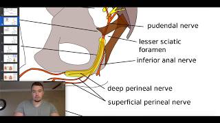 The Pudendal Plexus Levator Ani Nerve amp the Coccygeal Plexus [upl. by Marilyn531]