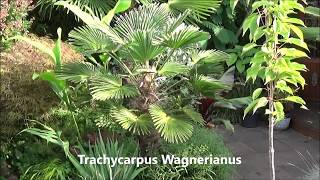 Different Trachycarpus species [upl. by Aret965]