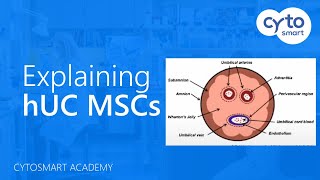 Human Umbilical Cord Mesenchymal Stem Cells hUC MSCs explained  CytoSMART Academy [upl. by Rosena]