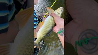 Beautiful Golden Redhorse River Fishing [upl. by Hemphill]