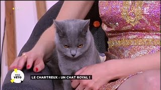 Le Chartreux  un chat royal [upl. by Sulihpoeht274]