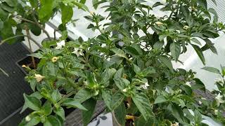 Growing a Birdseye Chilli Pepper Plant in a Pot Part 1 [upl. by Akemaj854]