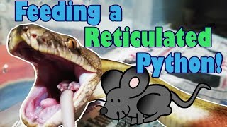 Feed My Pet Friday Reticulated Python [upl. by Rasaec]