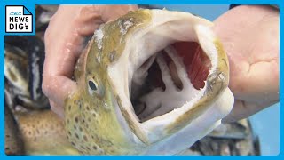 繁殖力が極めて強い “肉食外来魚”ブラウントラウト すでに川魚の７～８割を占める 根絶目指し駆除作業つづく 岐阜・飛騨市 [upl. by Danyette]