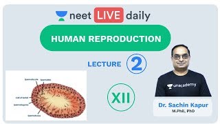 Human Reproduction  Lecture 2  Class 12  Unacademy NEET  LIVE DAILY  NEET Biology  Dr Sachin [upl. by Aicatsal787]