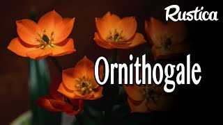 L’Ornithogalum [upl. by Odlauso]