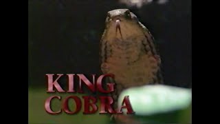 National Geographic King Cobra 1997 [upl. by Neehsas]