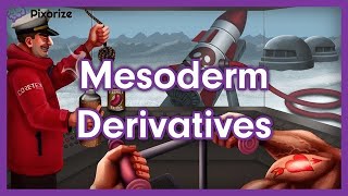 Mesoderm Derivatives MCAT Mnemonic Preview [upl. by Ecnarf]