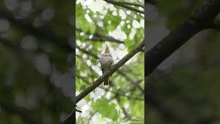 Wood Thrush singing [upl. by Binnings399]