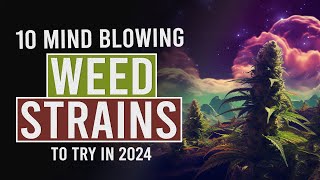 10 MUST TRY Cannabis Strains for 2024 [upl. by Jaycee]