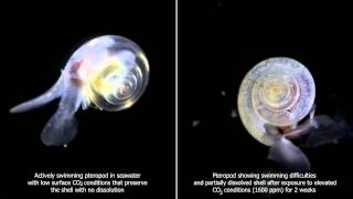 The Effects of Ocean Acidification on Pteropod Shells [upl. by Dorrej]