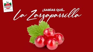 ¿Sabías qué La Zarzaparrilla y sus beneficios [upl. by Redvers503]