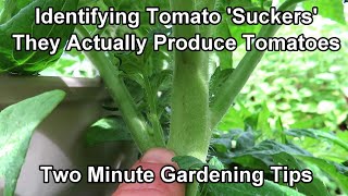 Identifying amp Understanding Tomato Suckers  They Produce Flowers amp Fruit Two Minute TRG Tips [upl. by Chessa110]