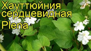 Хауттюйния сердцевидная Плена Краткий обзор описание характеристик houttuynia cordata Plena [upl. by Anwahsal206]