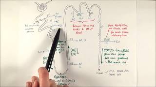 A2 Biology  Selective reabsorption OCR A Chapter 155 [upl. by Fogg322]